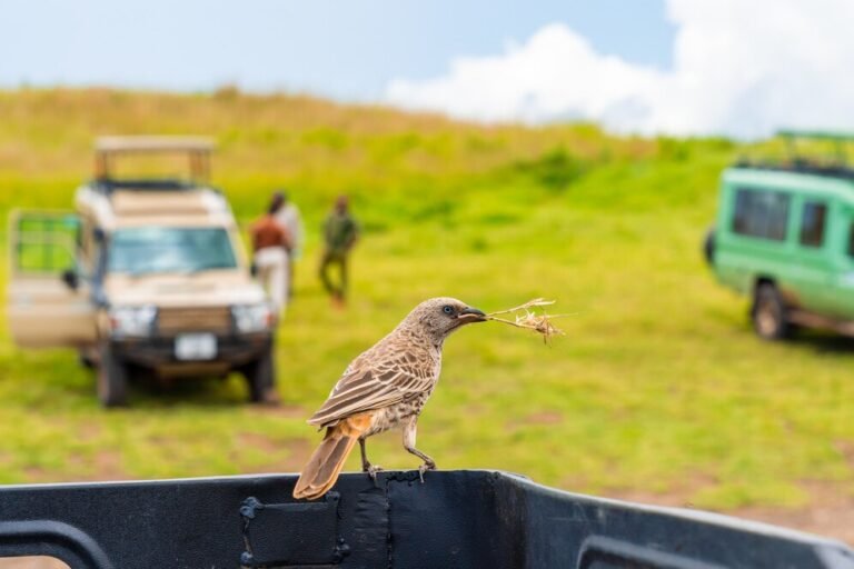 Wildlife Tours